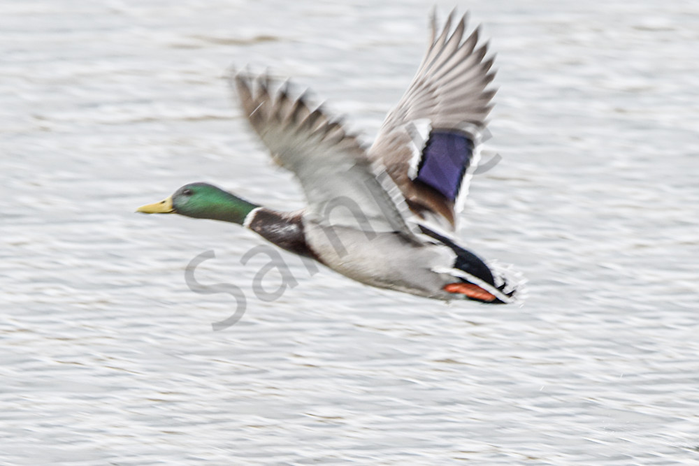 Boonville 4 Photography Art | Photos By Regan