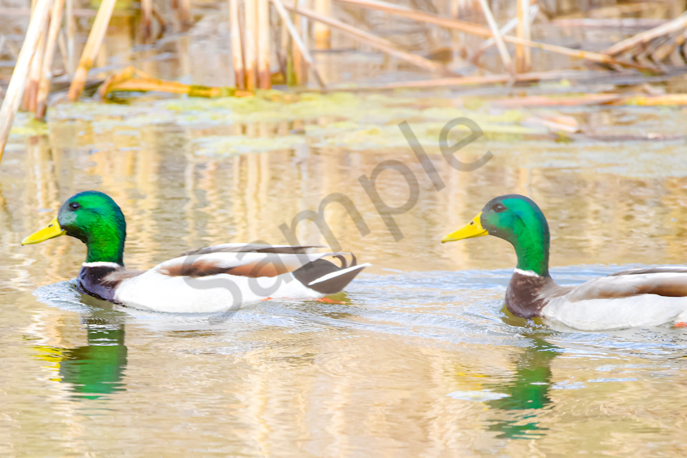 Boonville 11 Photography Art | Photos By Regan