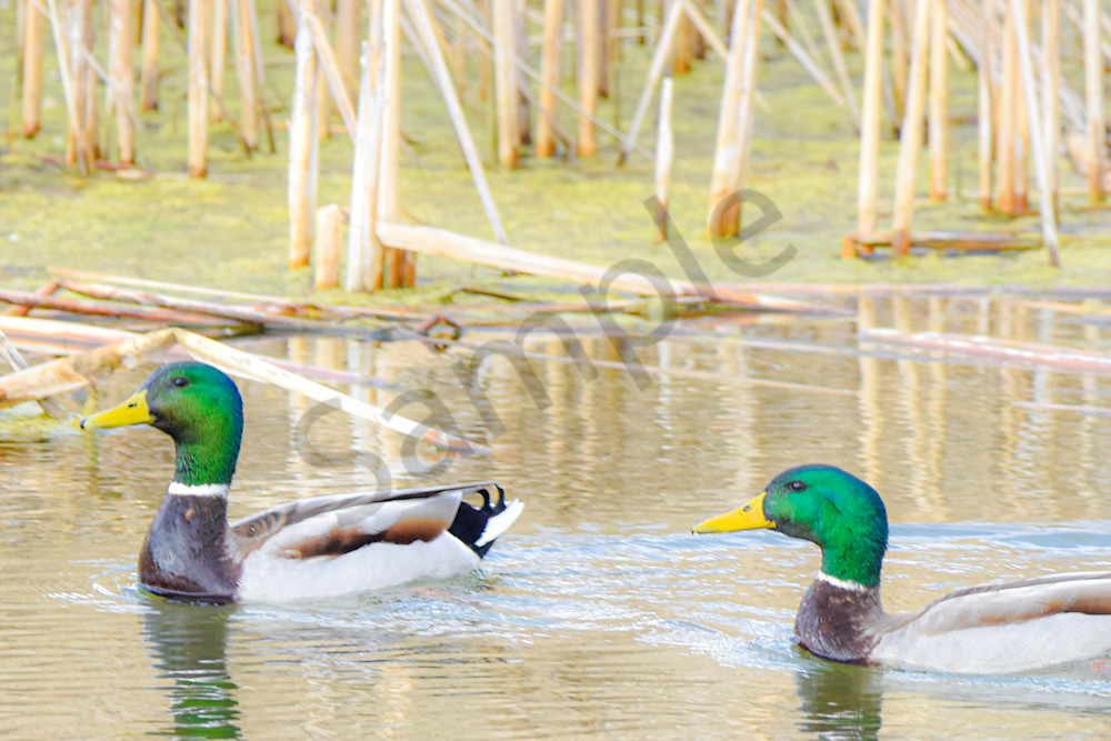 Boonville 7 Photography Art | Photos By Regan