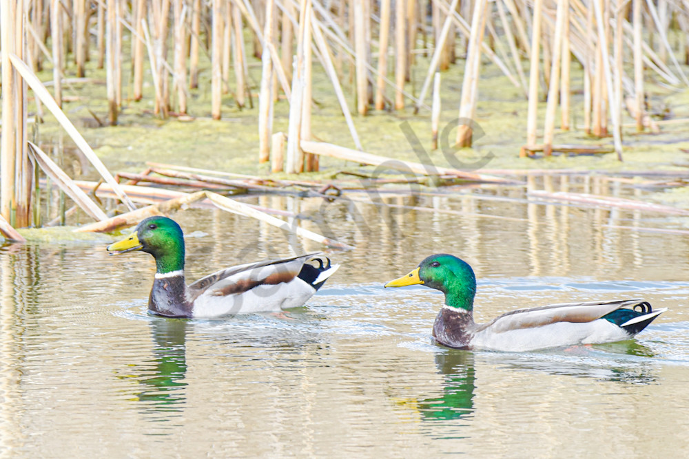 Boonville 6 Photography Art | Photos By Regan