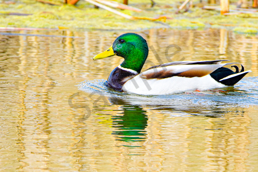 Boonville 9 Photography Art | Photos By Regan