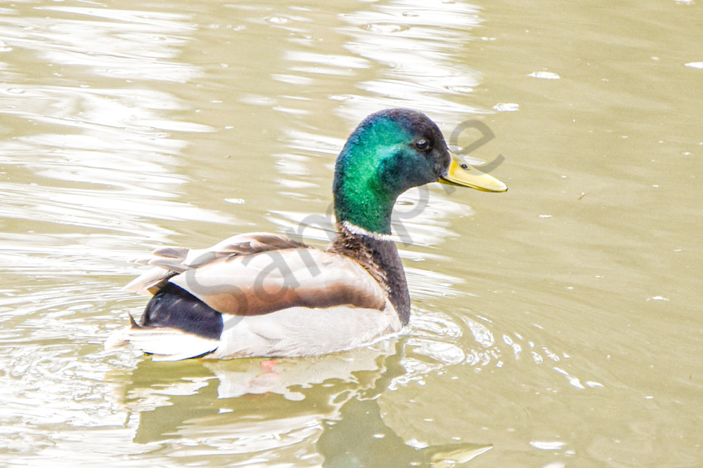 Boonville 13 Photography Art | Photos By Regan