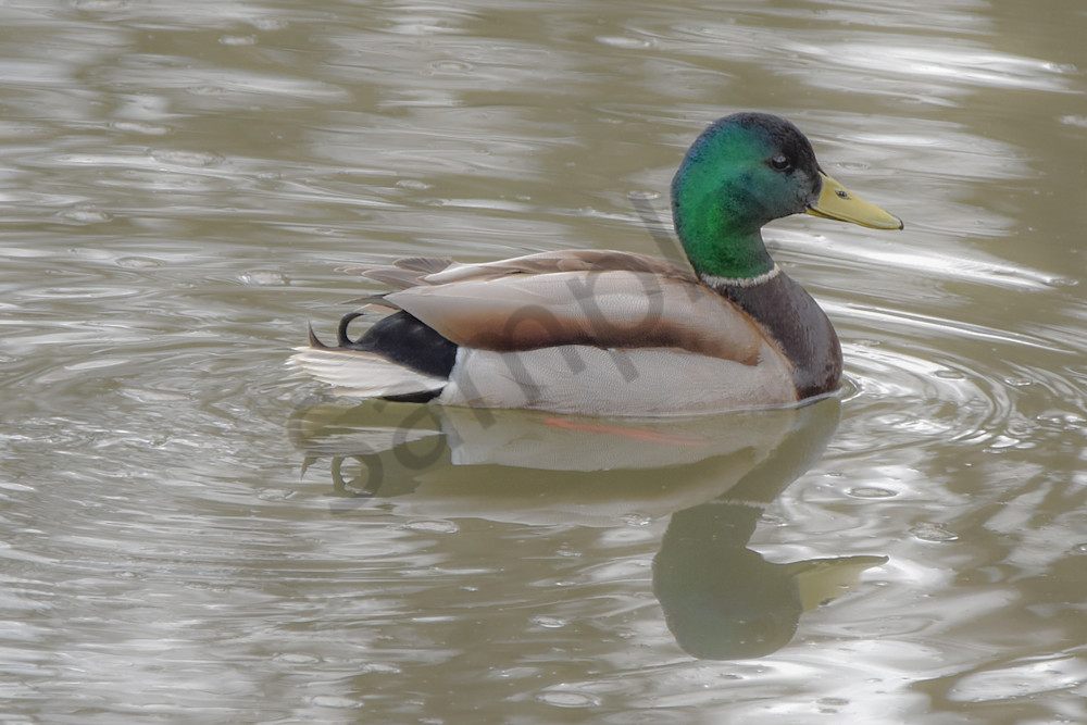 Boonville 15 Photography Art | Photos By Regan