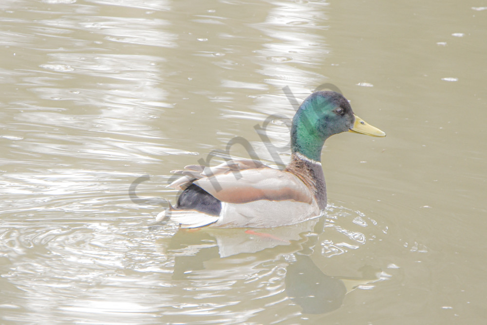 Boonville 12 Photography Art | Photos By Regan