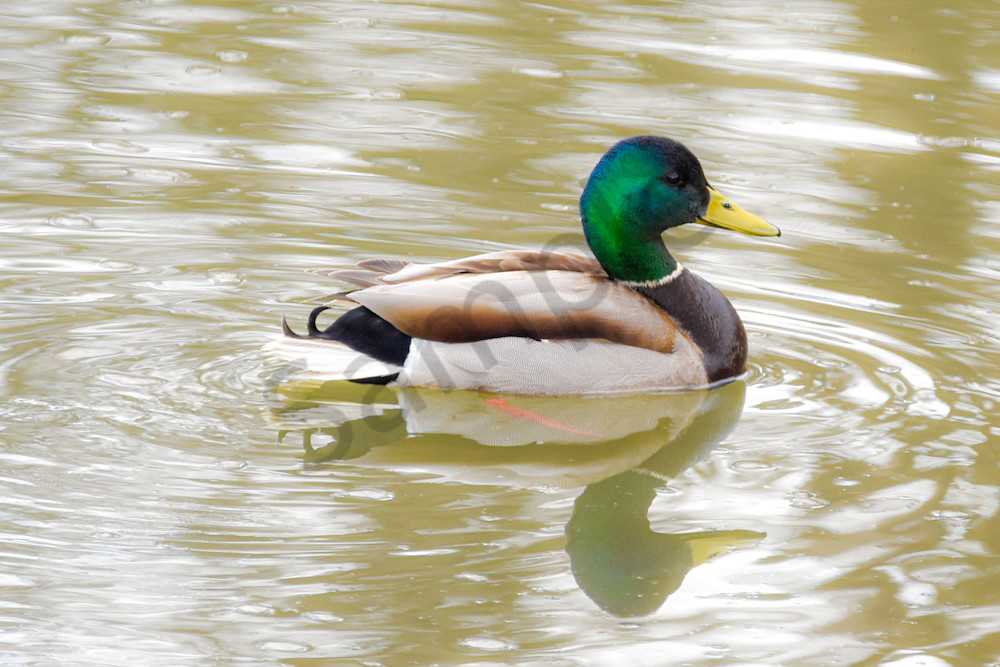 Boonville 14 Photography Art | Photos By Regan