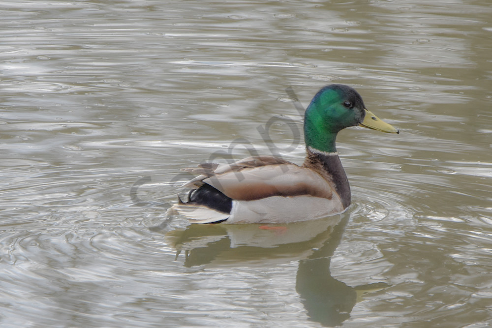 Boonville 16 Photography Art | Photos By Regan