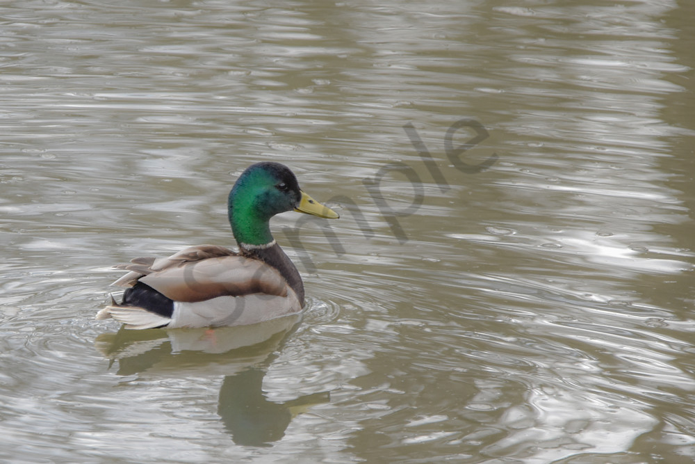 Boonville 17 Photography Art | Photos By Regan