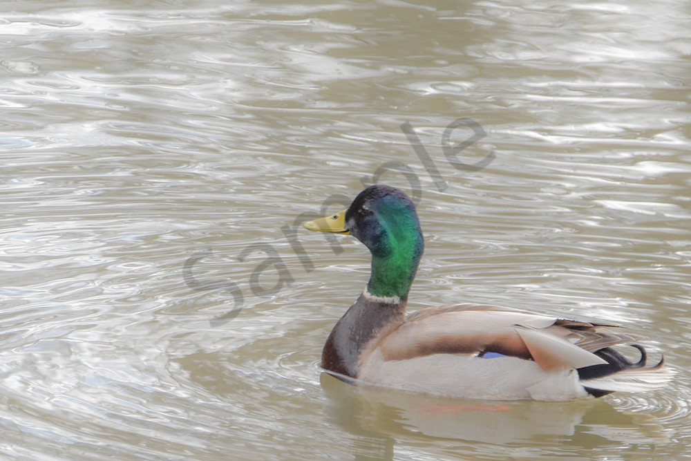 Boonville 18 Photography Art | Photos By Regan