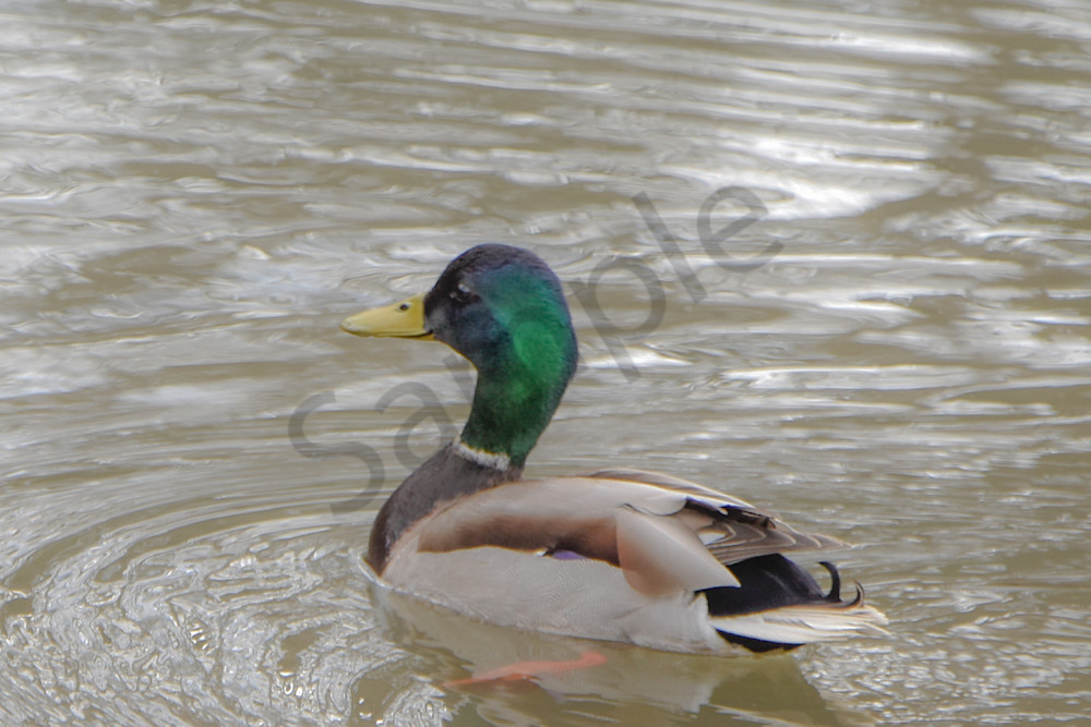 Boonville 19 Photography Art | Photos By Regan