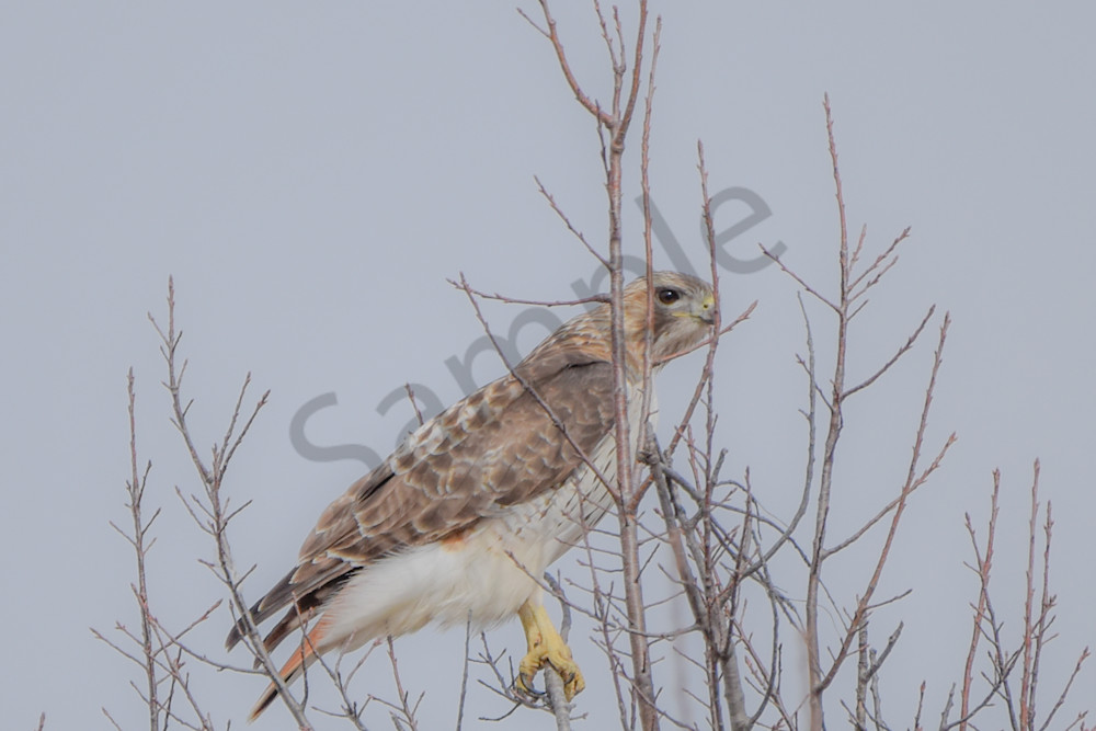 Boonville 22 Photography Art | Photos By Regan