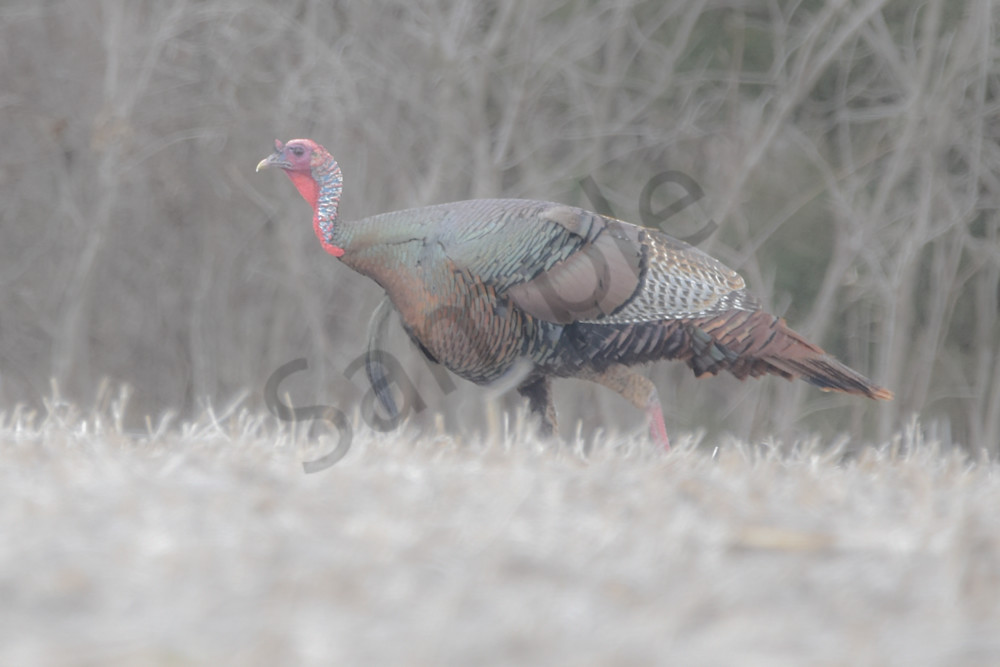 Boonville 28 Photography Art | Photos By Regan