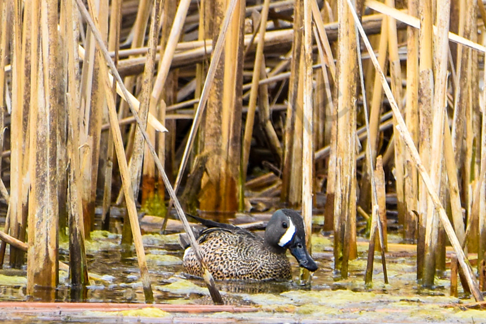 Boonville 29 Photography Art | Photos By Regan