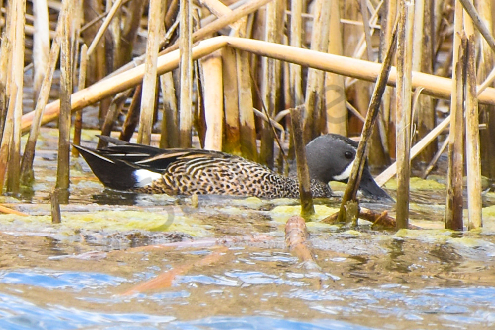 Boonville 30 Photography Art | Photos By Regan