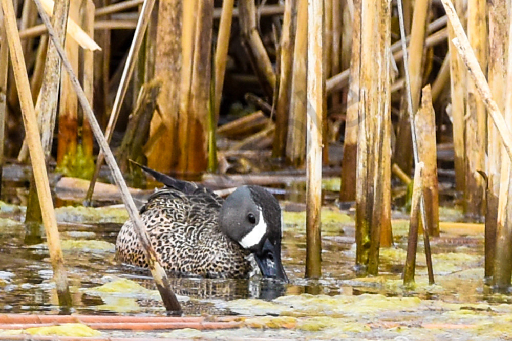 Boonville 31 Photography Art | Photos By Regan