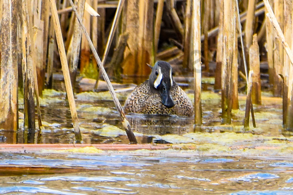 Boonville 32 Photography Art | Photos By Regan