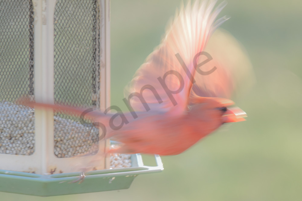 Boonville 33 Photography Art | Photos By Regan