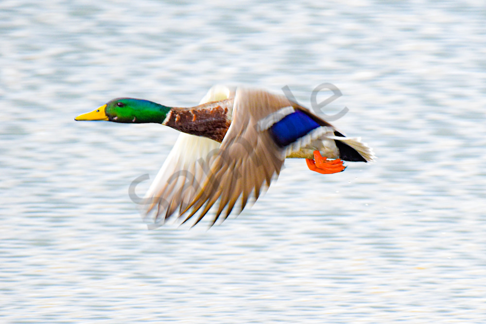 Boonville 2 Photography Art | Photos By Regan