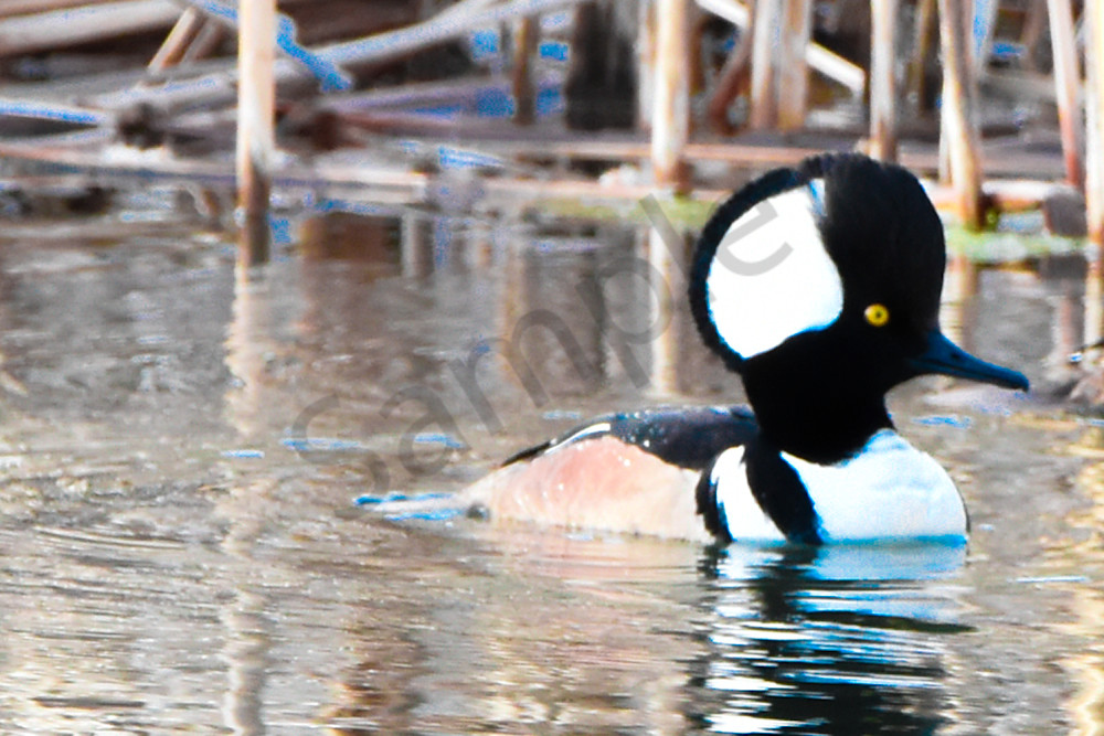 Waterfowl 15 Photography Art | Photos By Regan