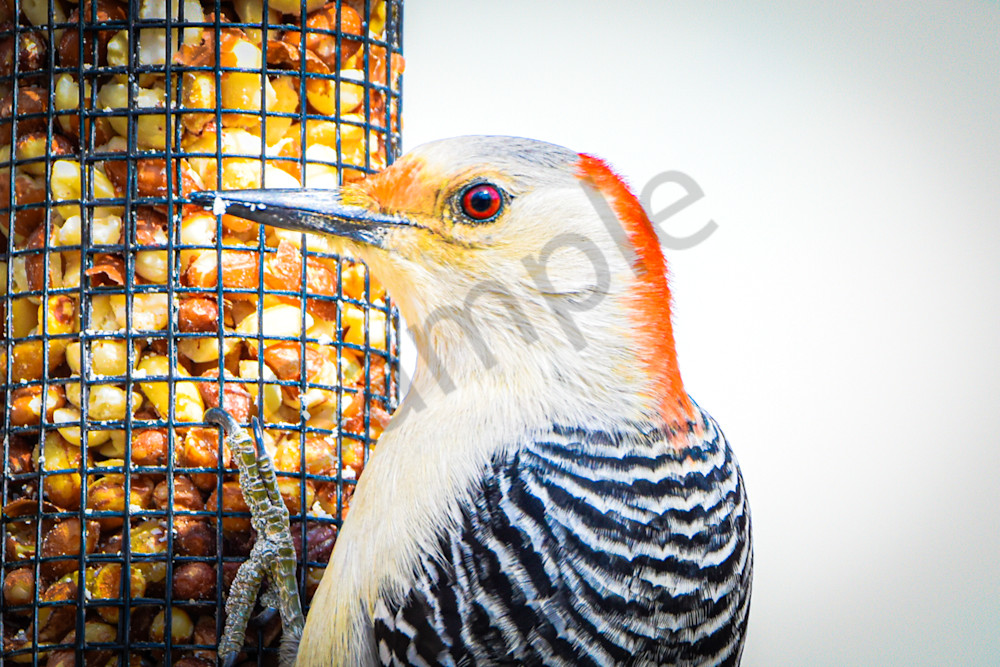 Walnut Woods 1 Photography Art | Photos By Regan