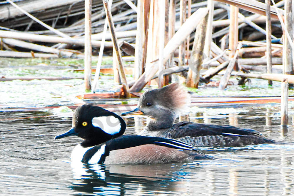 Waterfowl 6 Photography Art | Photos By Regan