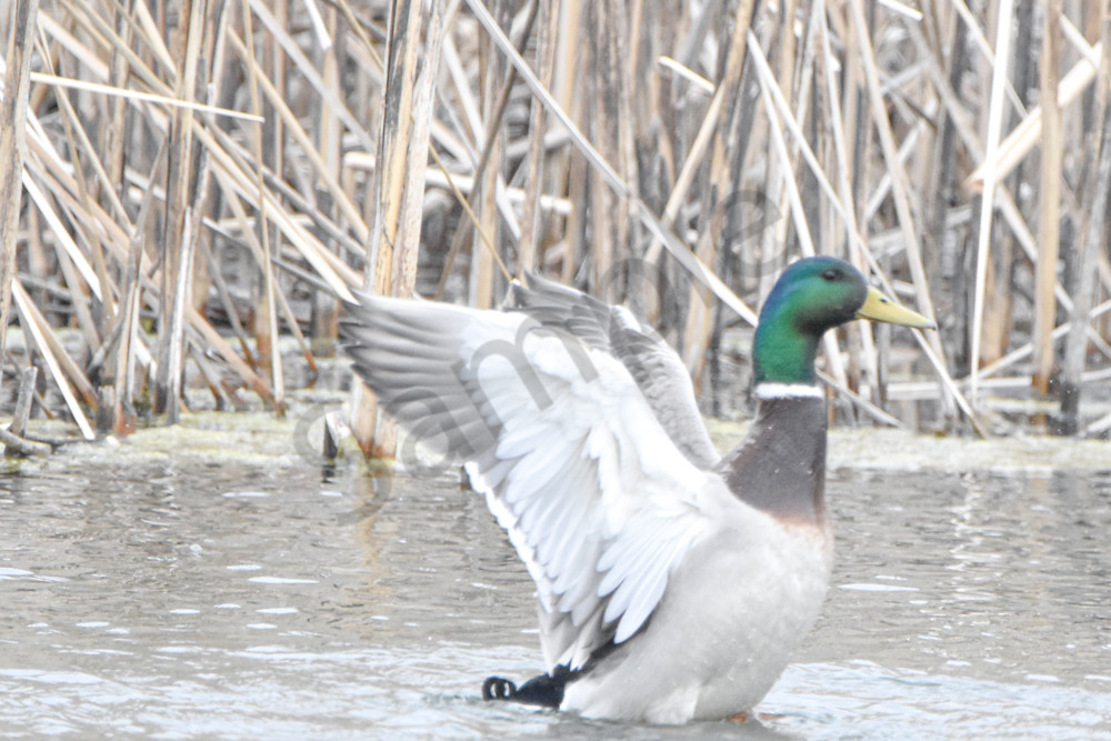 Ducks 6 Photography Art | Photos By Regan