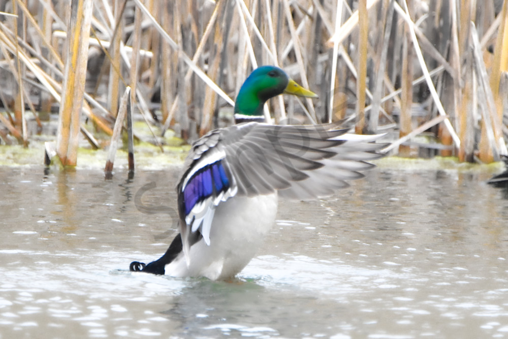 Ducks 7 Photography Art | Photos By Regan