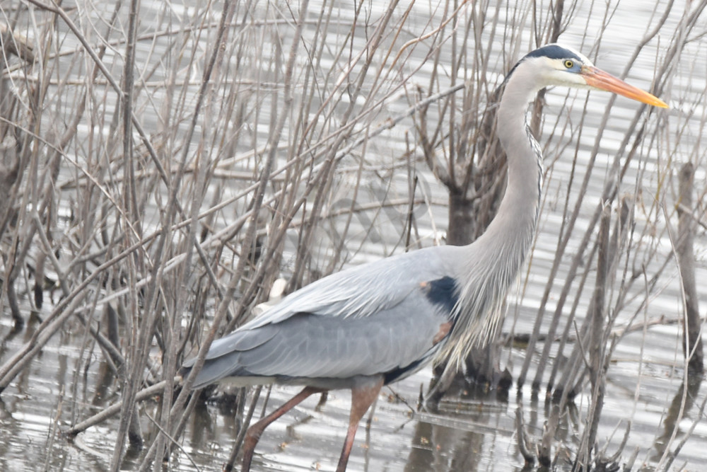 Heron 1 Photography Art | Photos By Regan