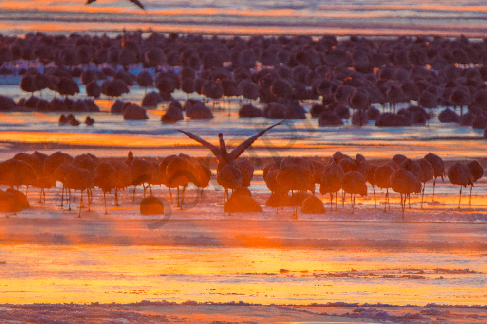 Sand Hill Cranes 31 Photography Art | Photos By Regan