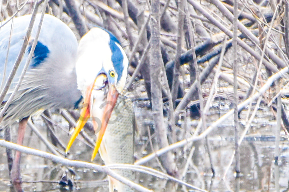 Heron 17 Photography Art | Photos By Regan