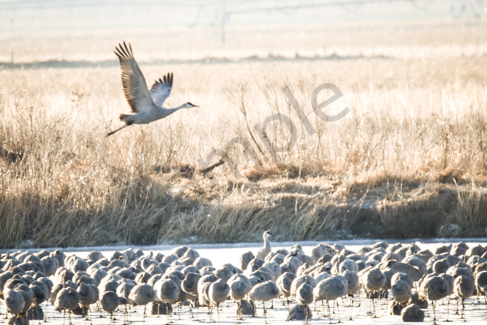 Sand Hill Cranes 3 Photography Art | Photos By Regan