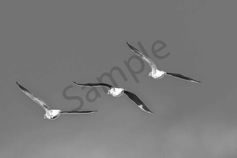 Cranes 9 2 Photography Art | Photos By Regan