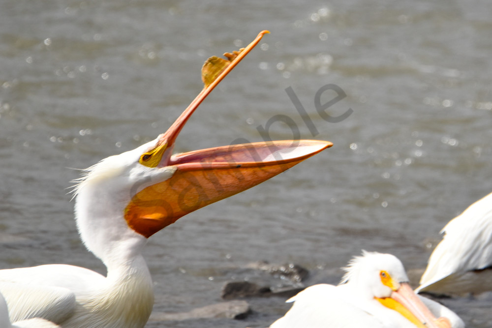 Heron 21 Photography Art | Photos By Regan