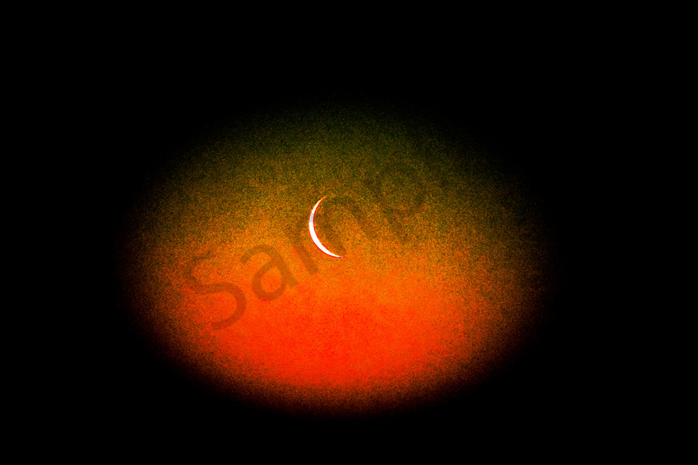 Sand Hill Cranes 58 Photography Art | Photos By Regan