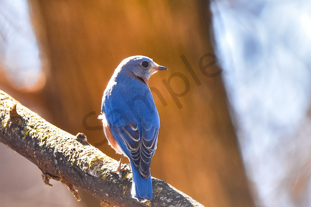 Birds 8 2 Photography Art | Photos By Regan