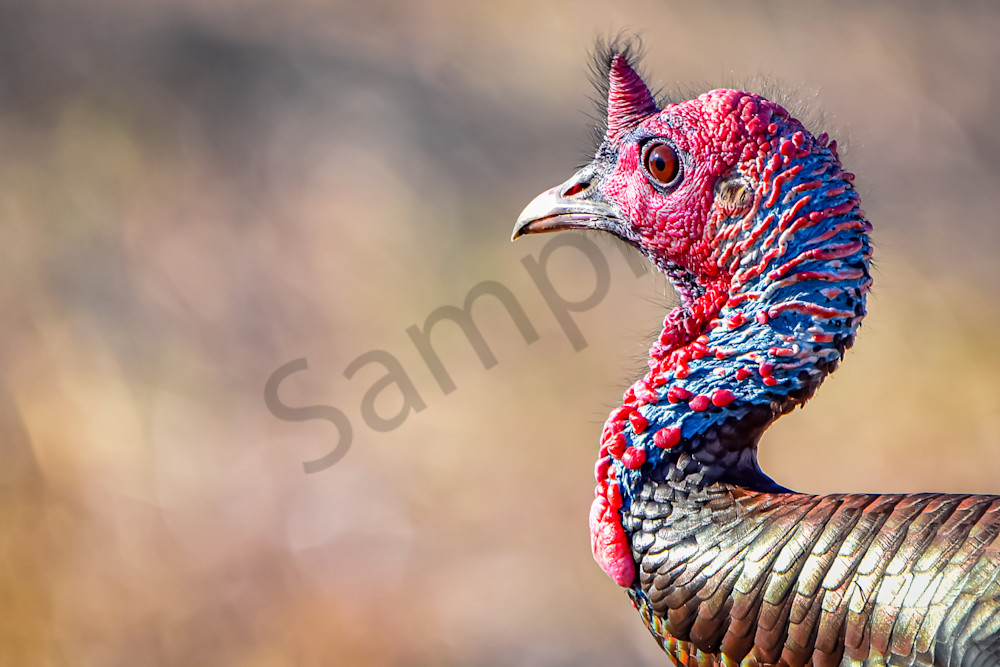 Turkeys 3 Photography Art | Photos By Regan