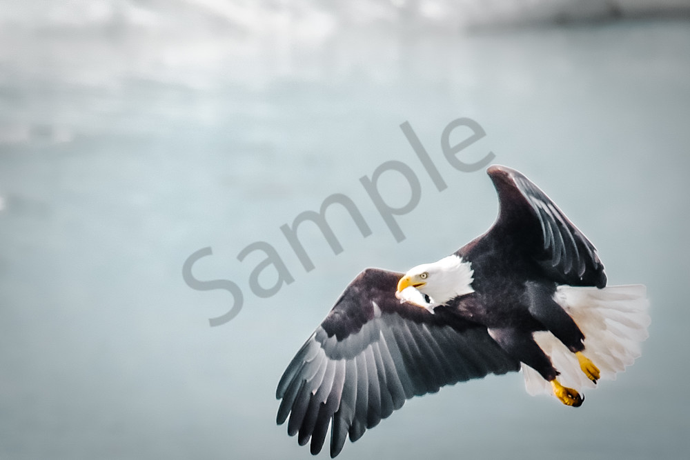 Eagles 25 5 Photography Art | Photos By Regan