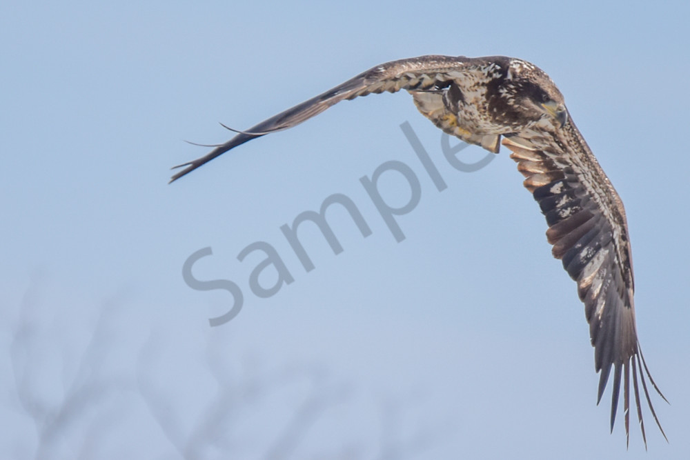 Eagles 7 5 Photography Art | Photos By Regan