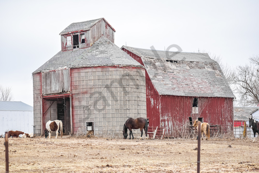 Farms And Birds 32 Photography Art | Photos By Regan