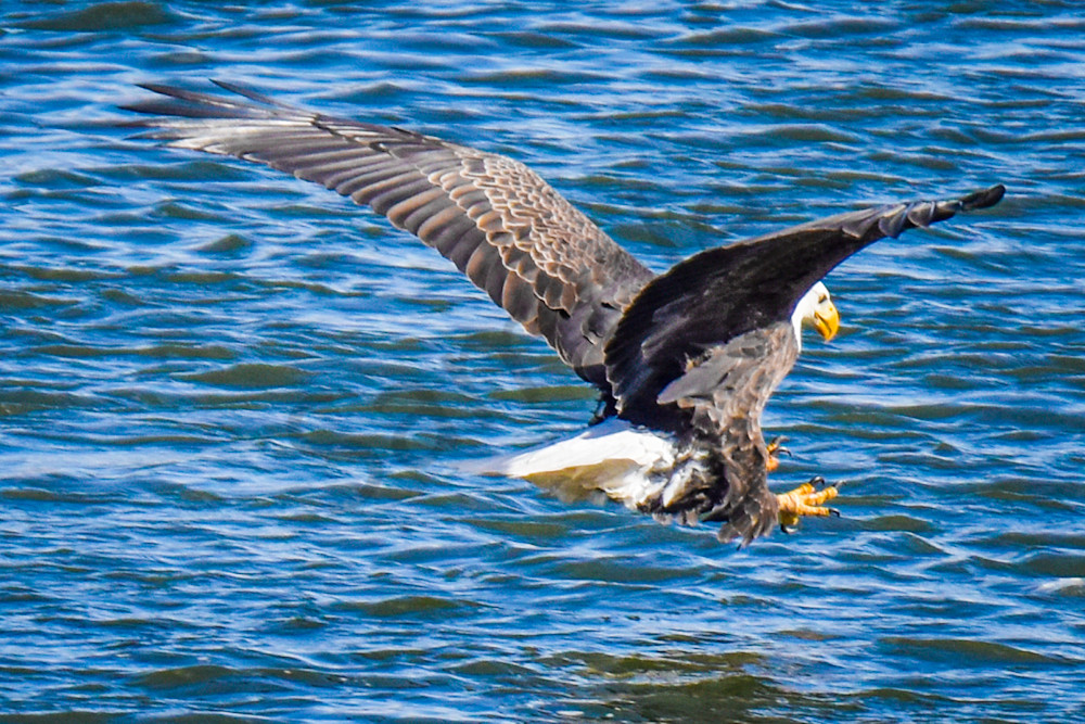 Eagles 18 4 Photography Art | Photos By Regan