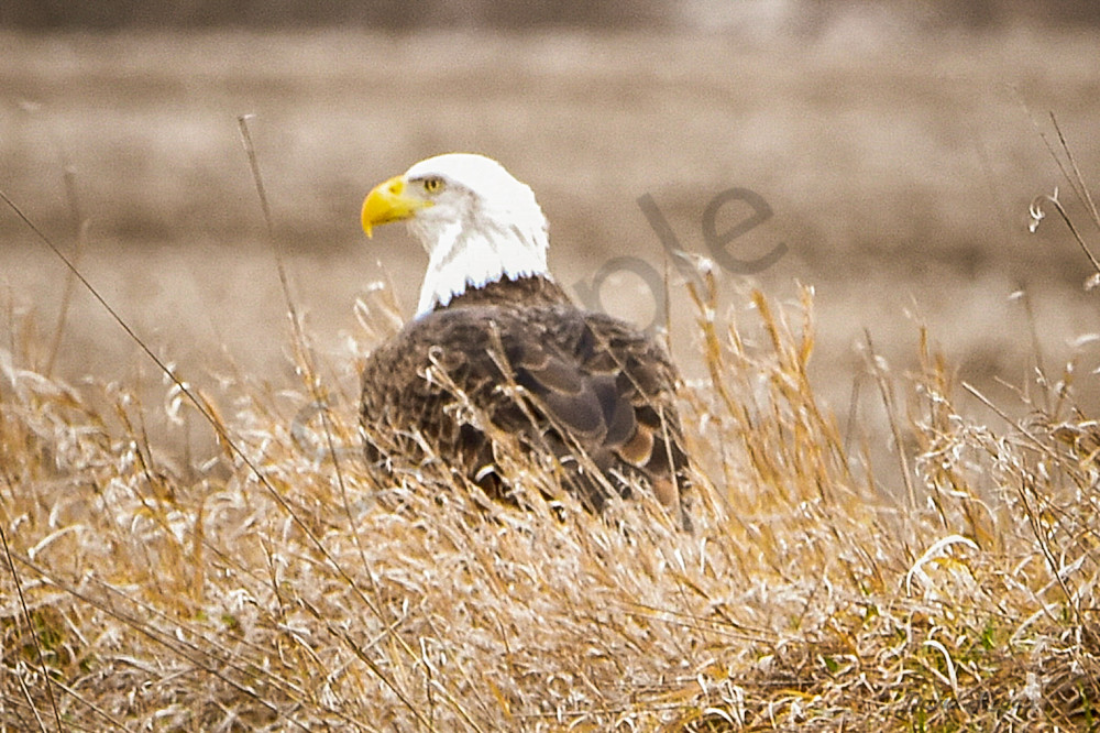 Earlham Farms 17 Photography Art | Photos By Regan