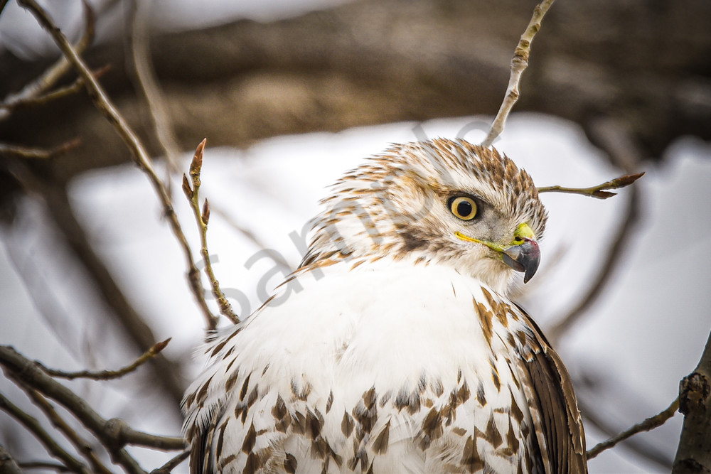 Farms And Birds 11 Photography Art | Photos By Regan