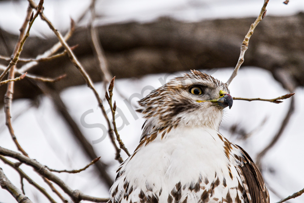Farms And Birds 3 Photography Art | Photos By Regan