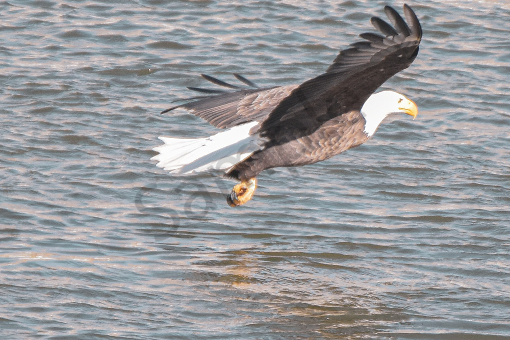 Eagles 53 4 Photography Art | Photos By Regan
