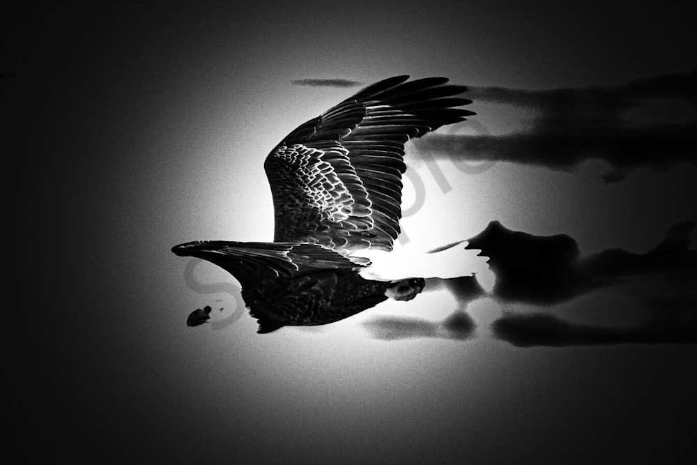 Eagles 56 4 Photography Art | Photos By Regan