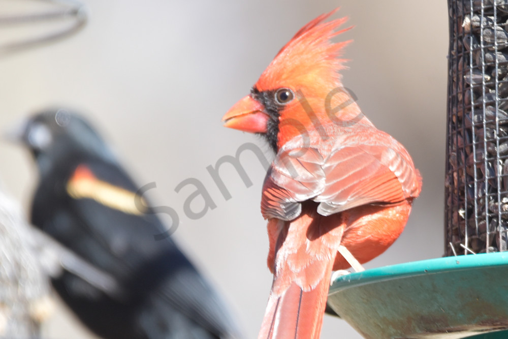 Farms And Birds 68 Photography Art | Photos By Regan