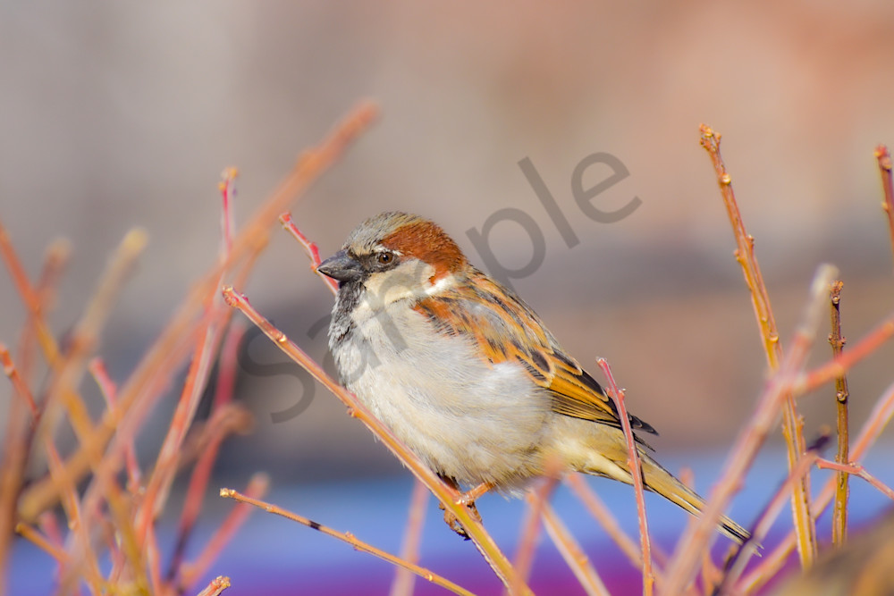 The East Village 11 Photography Art | Photos By Regan