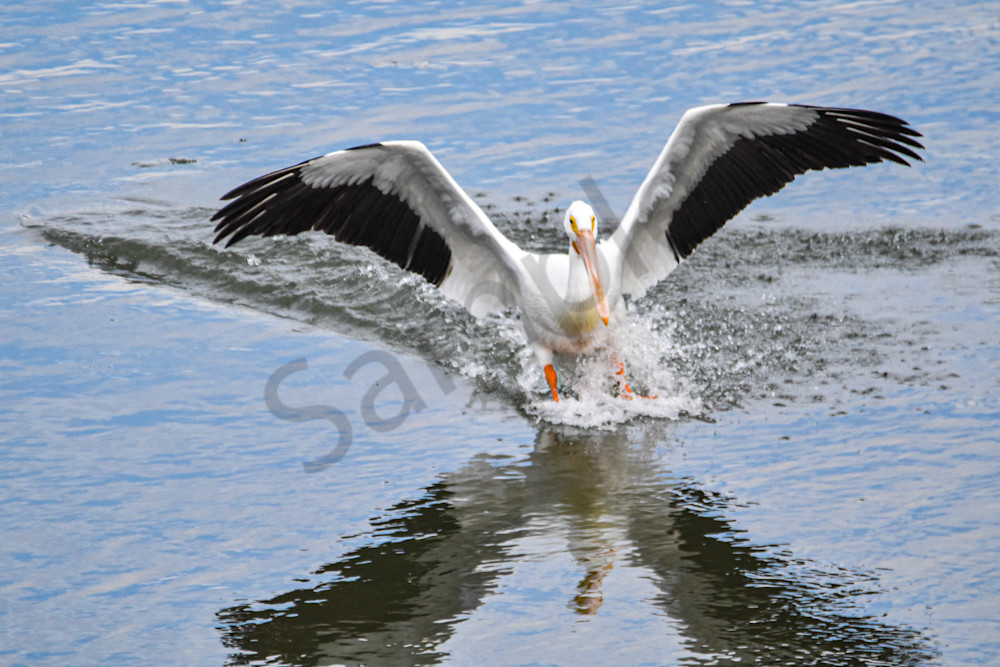 Pelicans 13 Photography Art | Photos By Regan