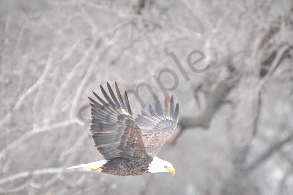 Eagles 22 3 Photography Art | Photos By Regan