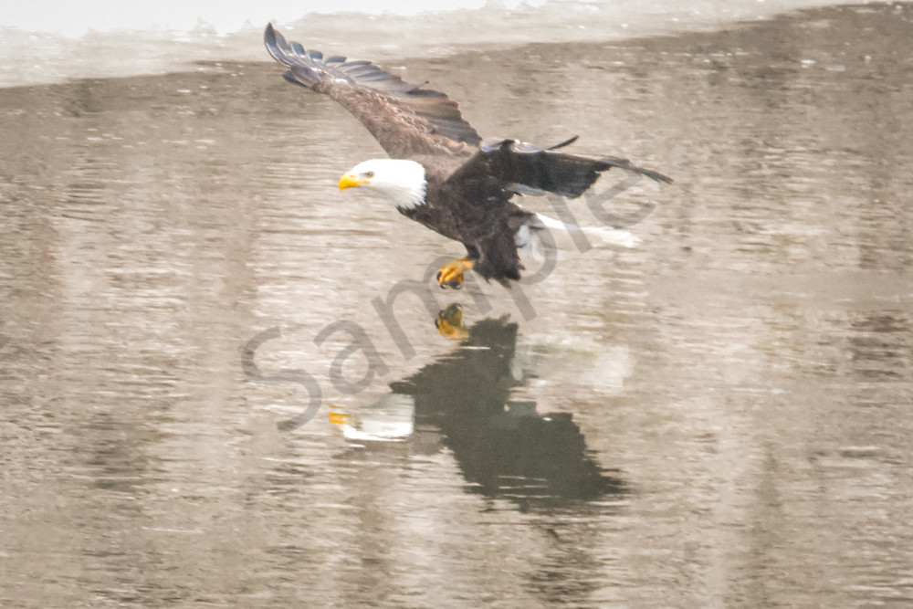 Eagles 25 3 Photography Art | Photos By Regan