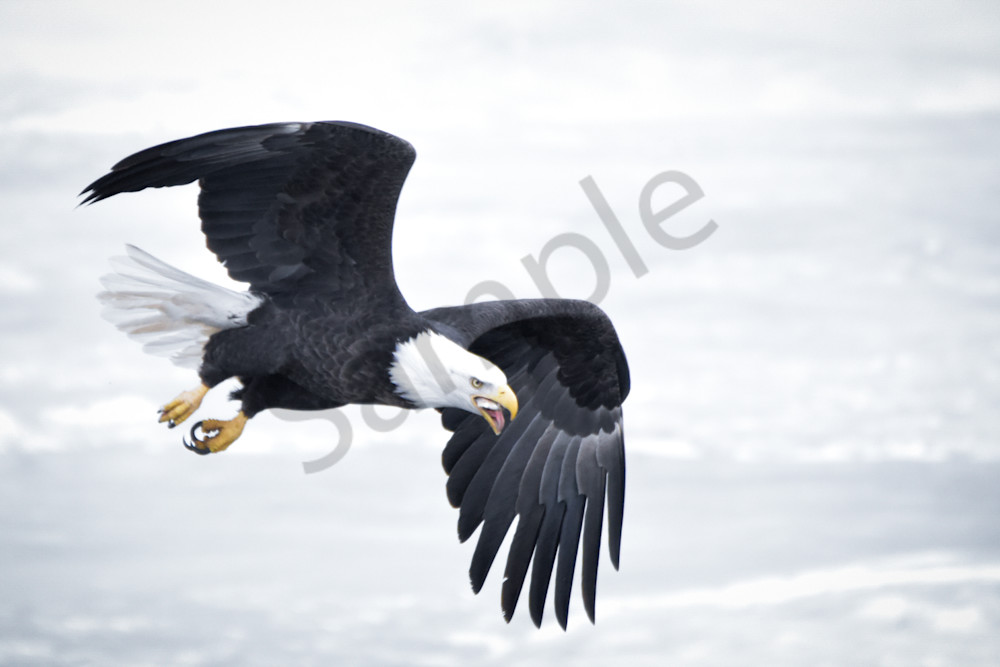 Eagles 49 3 Photography Art | Photos By Regan